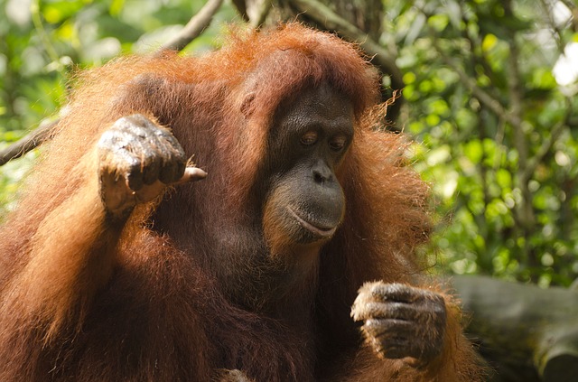 orangutan na stromě
